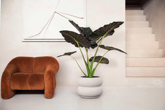 amber roll low 60 bianco lino